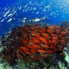Rising carbon emissions could kill off vital corals by 2100, study warns